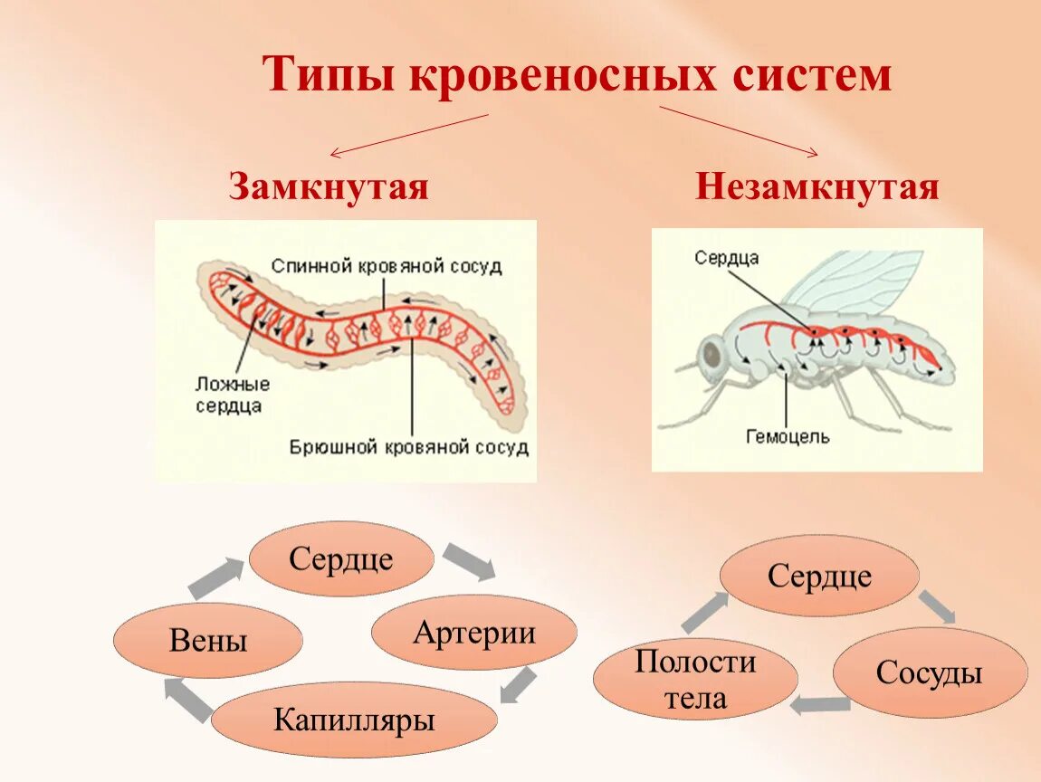 Таблица типы кровеносных систем незамкнутая. Типы кровеносных систем. Виды кровеносной системы. Незамкнутая кровеносная система. Кровеносная система незамкнутого типа.