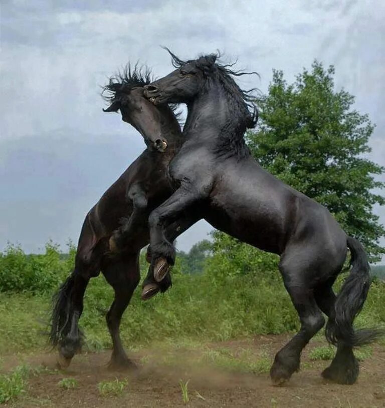 Horse 20. Лошади хх. Жеребец и кобыла. Horse 20. Horse 20.