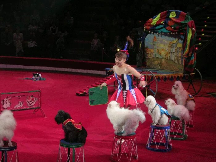 Смешные собаки в цирке. Артисты цирка. Пудель в цирке. Цирковое представление. Екатеринбургский цирк представление.