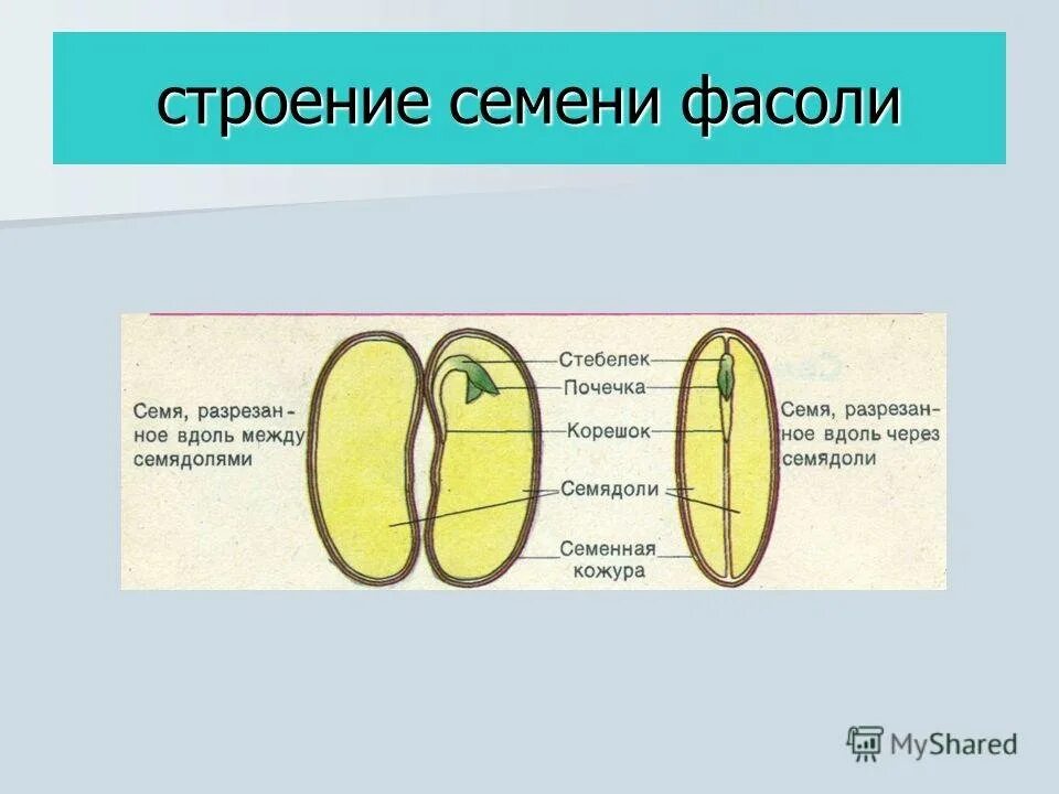 Рассмотрите рисунок семени какая структура. Строение зародыша семян фасоли и пшеницы. Строение семени фасоли 6 класс биология. Строение семени фасоли и зерновки пшеницы. Строение семени фасоли и семени пшеницы.