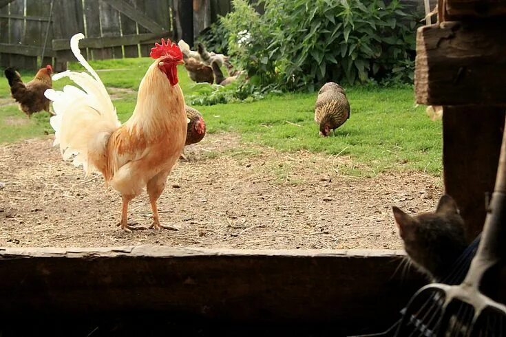 hen house stock photos - OFFSET
