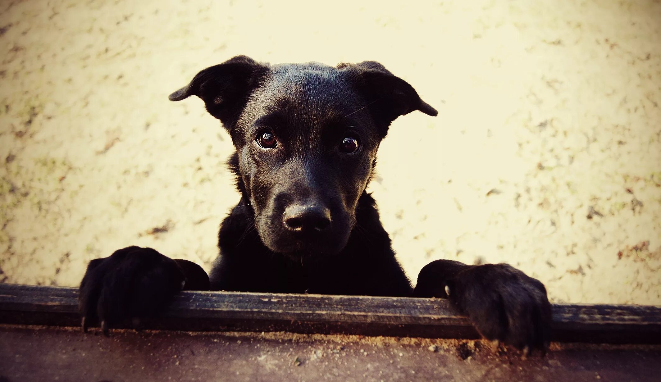 Alice has a big black dog. Черный щенок дворняги. Черная дворняжка. Собака дворняжка черная. Красивые дворняжки.