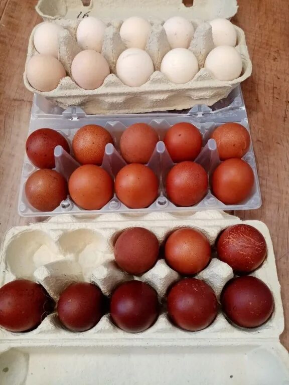 Яйцо Марана инкубационное. Маран черно медный яйца. Яйца Маран для инкубации. Венгрия яйцо инкубационное Маранов. Купить инкубационное яйцо от производителя