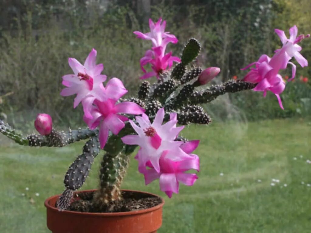 Epicactus-Hybriden Climax Passiflora.ru - Сервис коллективных заказов
