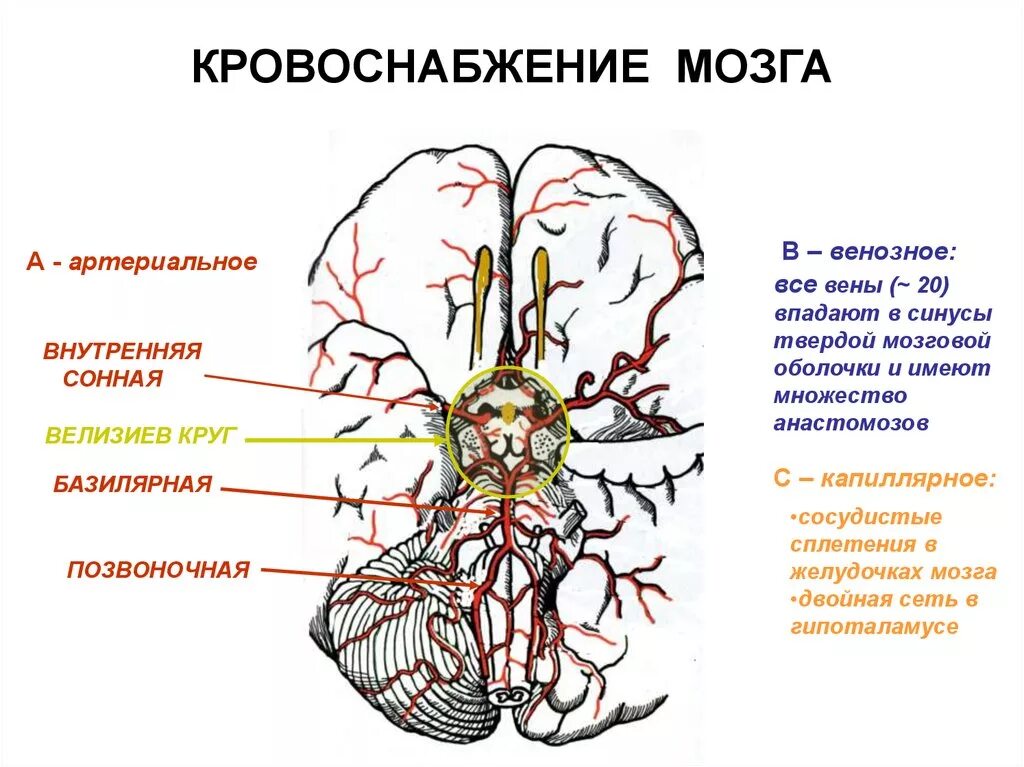 Артерии головного мозга анатомия схема. Анатомия головного мозга человека кровоснабжение. Кровоснабжение мозга Виллизиев круг. Кровоснабжение головного мозга анатомия схема.