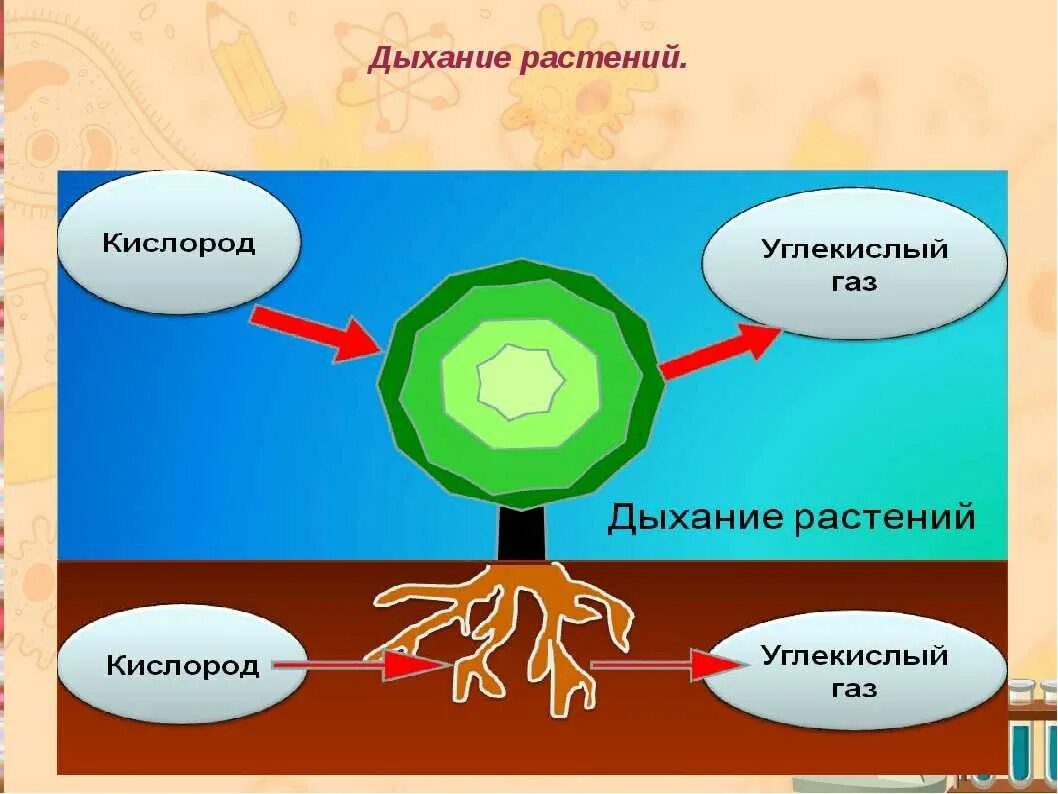 Процесс выделения углекислого газа у растений. Питание и дыхание растений. процесс дыхания и питания растений. углекислый газ для растений. выделение углекислого газа при дыхании растений.