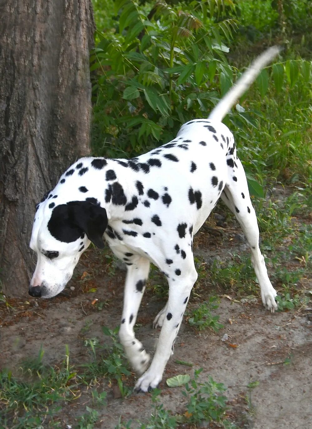 Порода собаки белая с черными пятнами