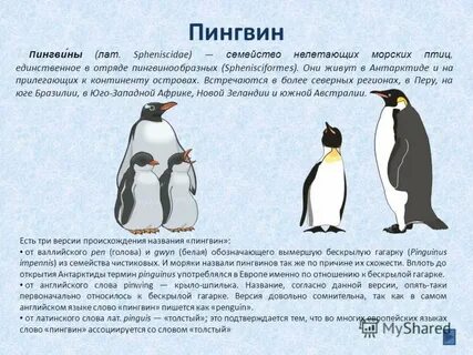 Текст пингвины 3 класс