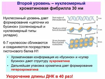Уровни упаковки белка
