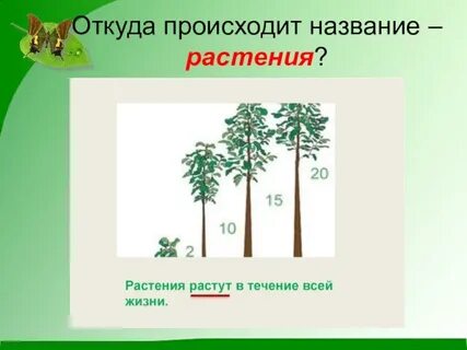 Растения растут в течение всей жизни