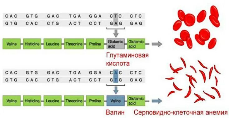 Серповидноклеточная анемия какая. Серповидно клеточная анемия генотипы. Серповидная клеточная анемия гемоглобин. Серповидноклеточная анемия аминокислоты. Строение гемоглобина при серповидноклеточной анемии.