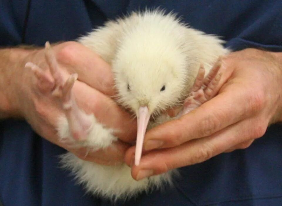 птица киви альбинос. птица киви в австралии. птица киви белая. птица киви птенец. киви птица клюв.