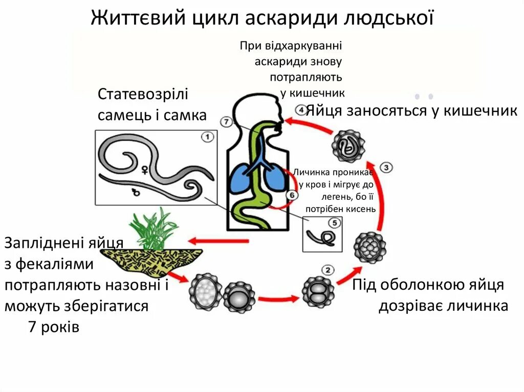 Жизненный цикл аскариды человеческой. Цикл развития аскариды человеческой. Цикл аскариды человеческой схема. Жизненный цикл аскариды схема.