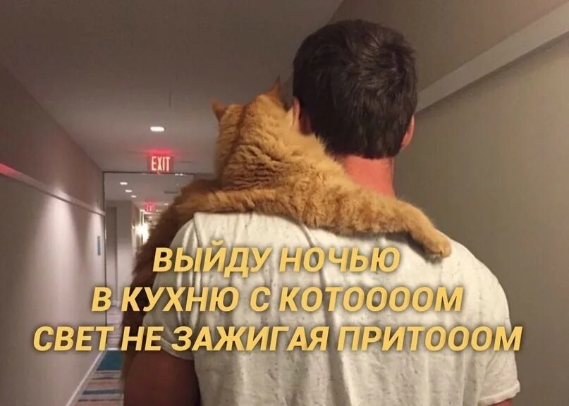 На кухню не пойду. Выйду ночью с котом. На кухню не пойду. Кухня прикол. Квартира с туалетом на кухне.
