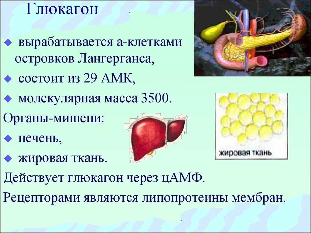 Гормон поджелудочной железы глюкагон. Где вырабатывается глюкагон. Глюкагон вырабатываемый клетками островков Лангерганса. А-клетки вырабатывают глюкагон. Печень вырабатывает гормоны