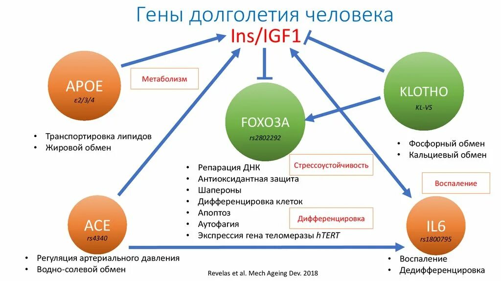 Время долголетия. Ген долголетия человека. Гены долголетия. Обнаружен человеческий ген долголетия. Гены старения человека.