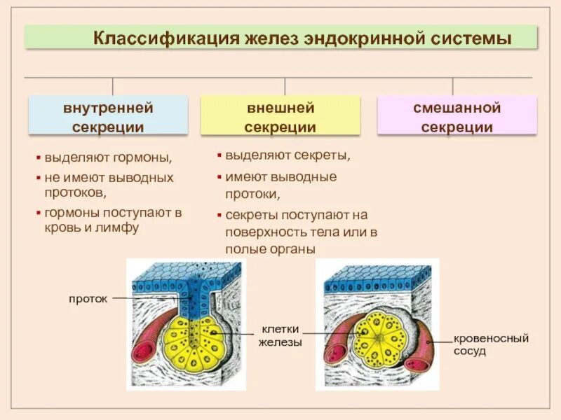 Железы внутренней секреции классификация. Классификация желез внутренней и внешней секреции. Классификация желез по типу секреции. Классификация желез внешней секреции у животных. Железы смешанной секреции имеют протоки