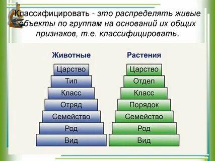 Иерархия систематических категорий редьки