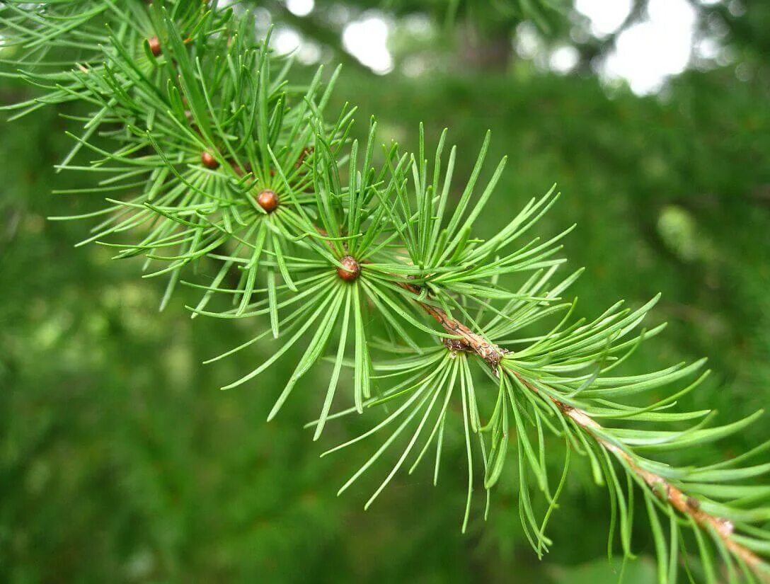 Лиственница даурская. Лиственница сибирская larix sibirica. Лиственница дерево листья. Лиственница сибирская larix sibirica. ).
