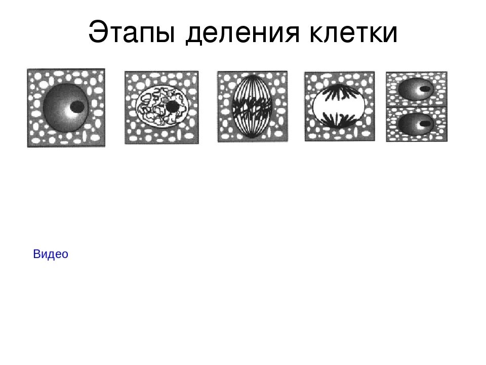 Фазы деления клетки 9 класс. Последовательность деления клетки биология 5 класс. последовательность деления клетки 5 класс. последовательность этапов деления клетки 5 класс биология. этапы деления клетки 5 класс биология.