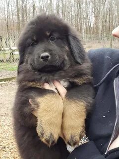 Собаки переславль