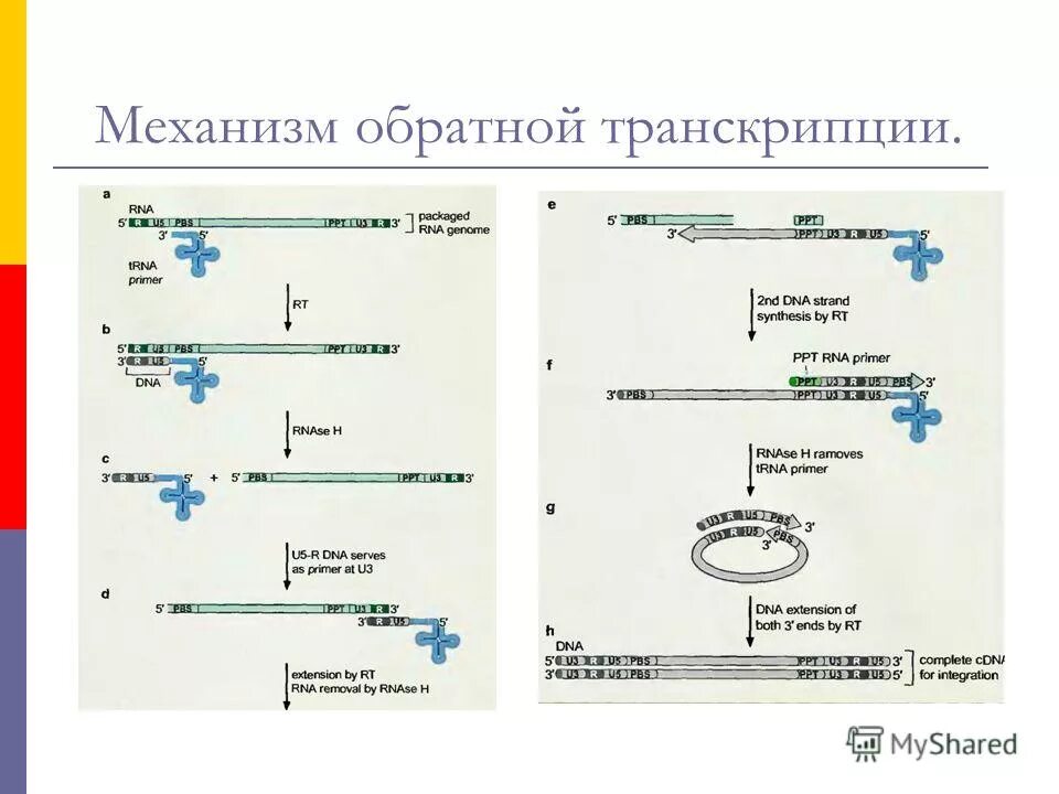 Рнк зависимой днк полимеразой