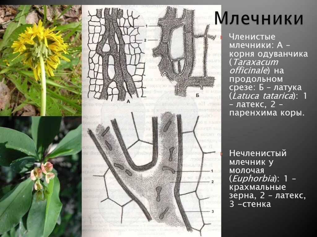 Млечники выделительная ткань. Млечники молочая. Млечники корня одуванчика. Млечники (млечные трубки). Защищает растение от механических повреждений