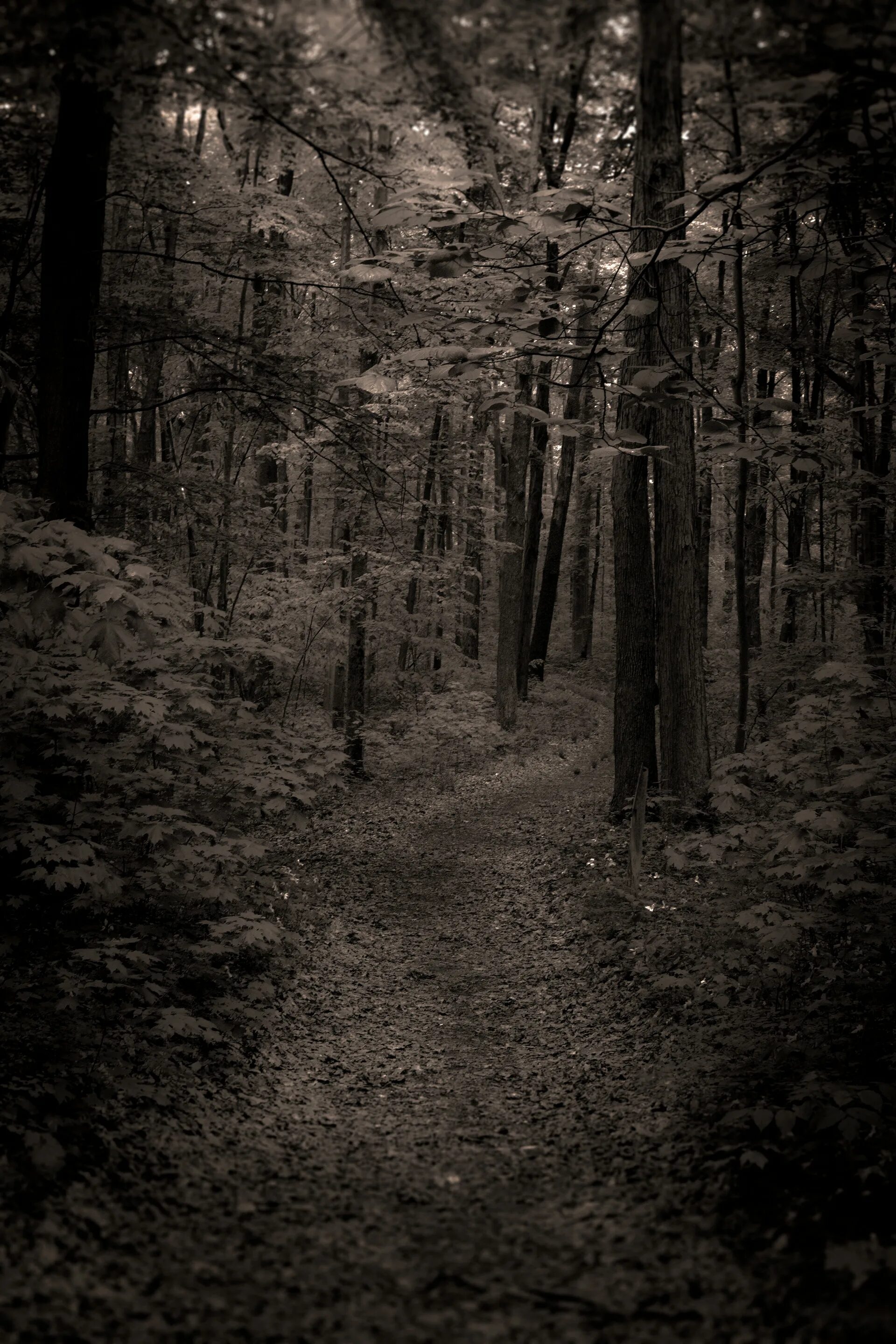 Самый черный лес. Темный лес. Страшный лес. Мрачный лес. Лес темный страшный.
