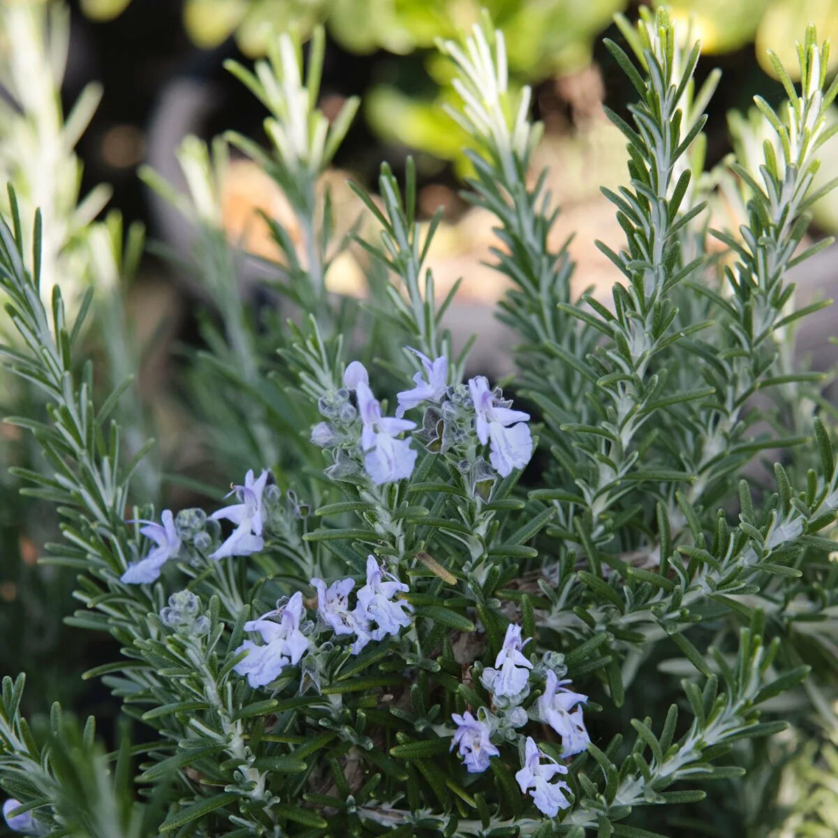 Розмарин Крымский. Дикий розмарин. Rosmarinus officinalis. Розмарин цветет.