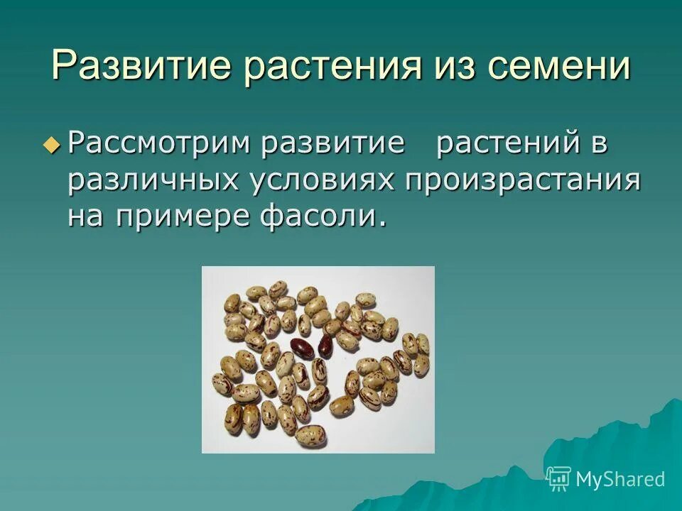 процесс развития растений. продольный разрез семени двудольных. прорастание семян огурца схема. на каких растениях развивается семя. на каких растениях развивается семя.