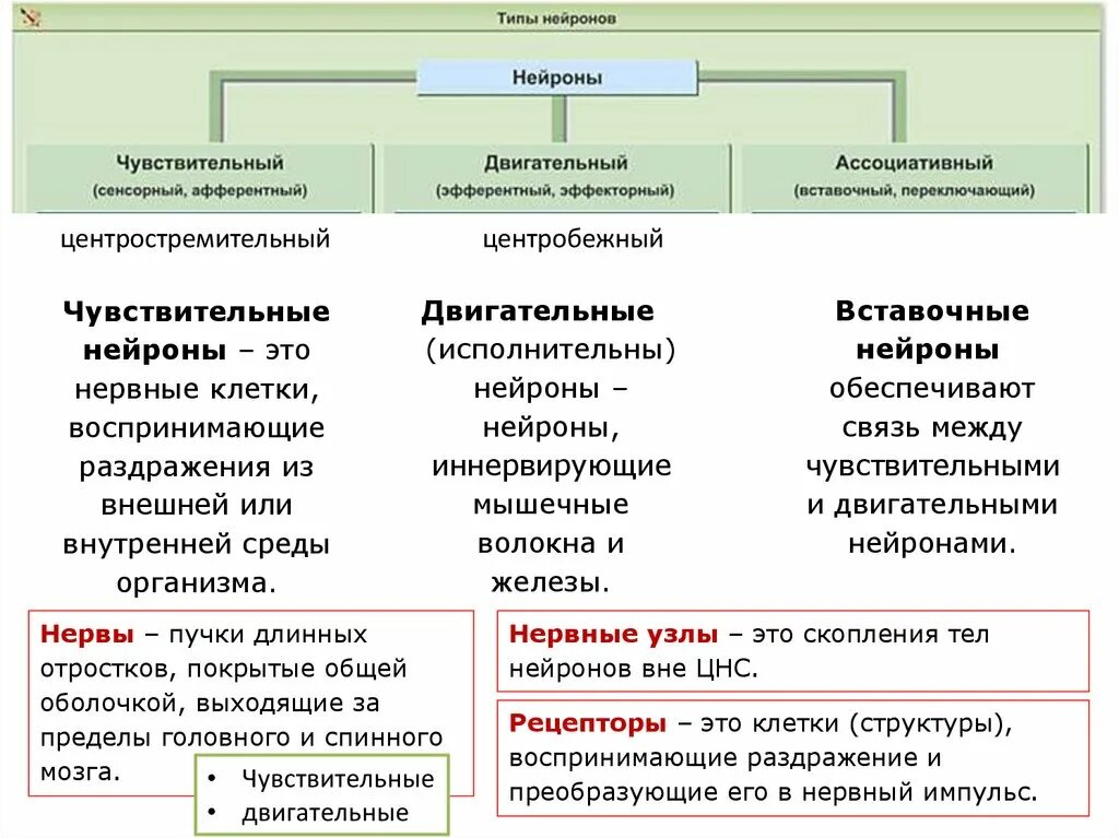 Функции двигательного и чувствительного нейронов. Чувствительный вставочный и двигательный нейроны функции. чувствительные вставочные двигательные нейроны таблица. типы нейронов чувствительные вставочные двигательные. функции чувствительных и двигательных нейронов.