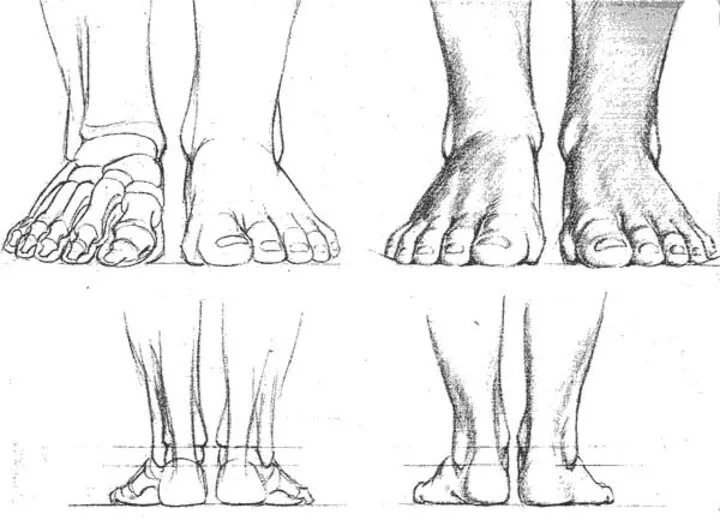 Пропорции стопы для рисования. Стопа спереди рисунок. Ноги рисунок. Зарисовки ступней.