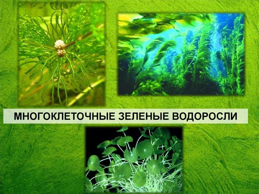 Многоклеточные слоевищные водоросли. Многоклеточные нитчатые зеленые водоросли. Мнрго клуточные водоросли. Много клеточные зелёные водоросли.