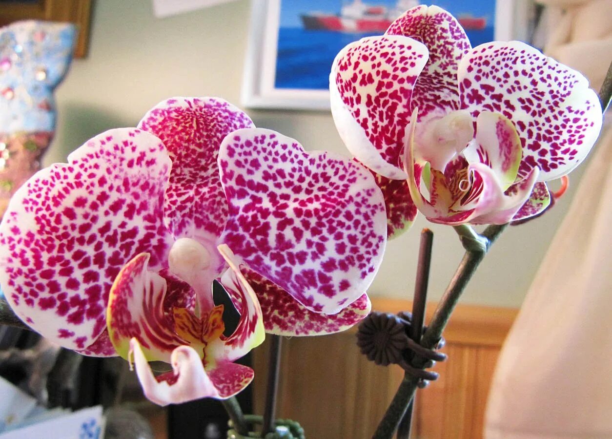 Pin de Euphrosyne Harvest em HP - romance em 2023 Orquídeas, Arranjos de flores,