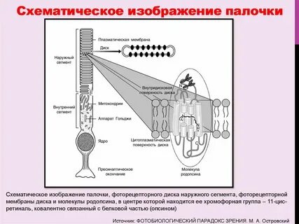 Палочки орган