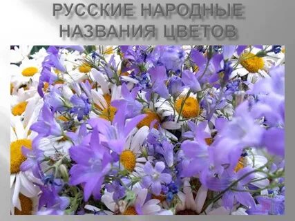 Народное название 14