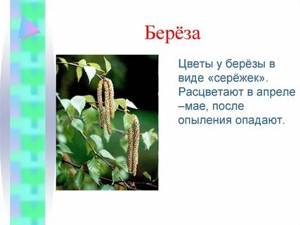 Опыление березы