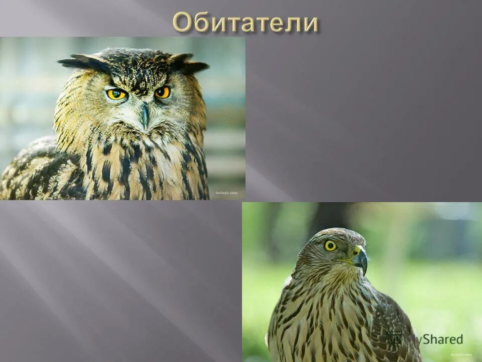 предложение со словом заповедник