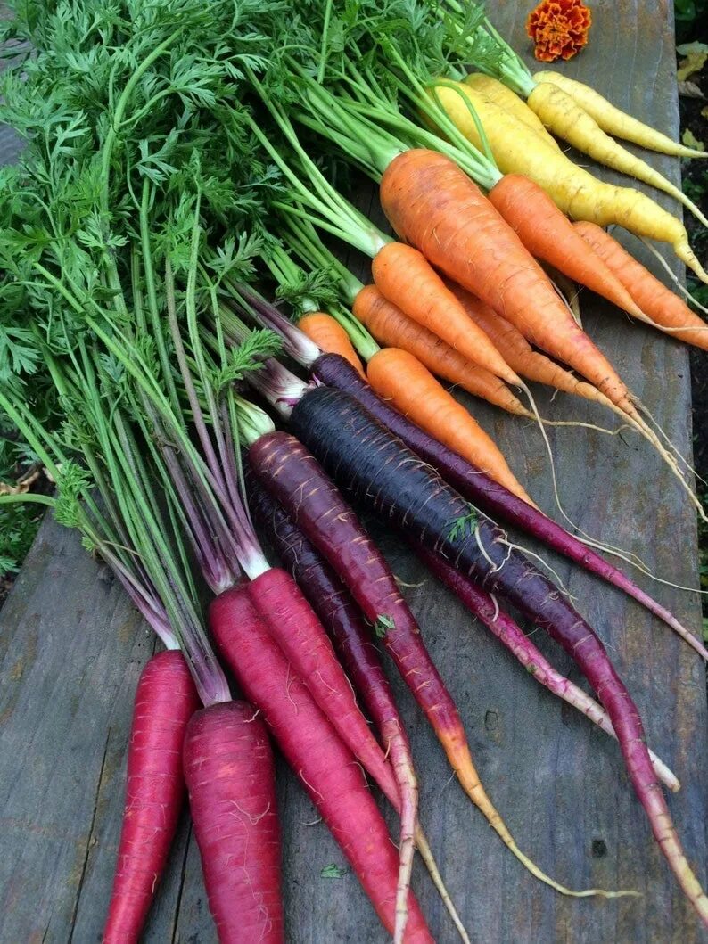 Семена овощей на 2024. Морковь Rainbow f1. Морковь Кардифф f1. Семена моркови Радуга. Цветная морковь.