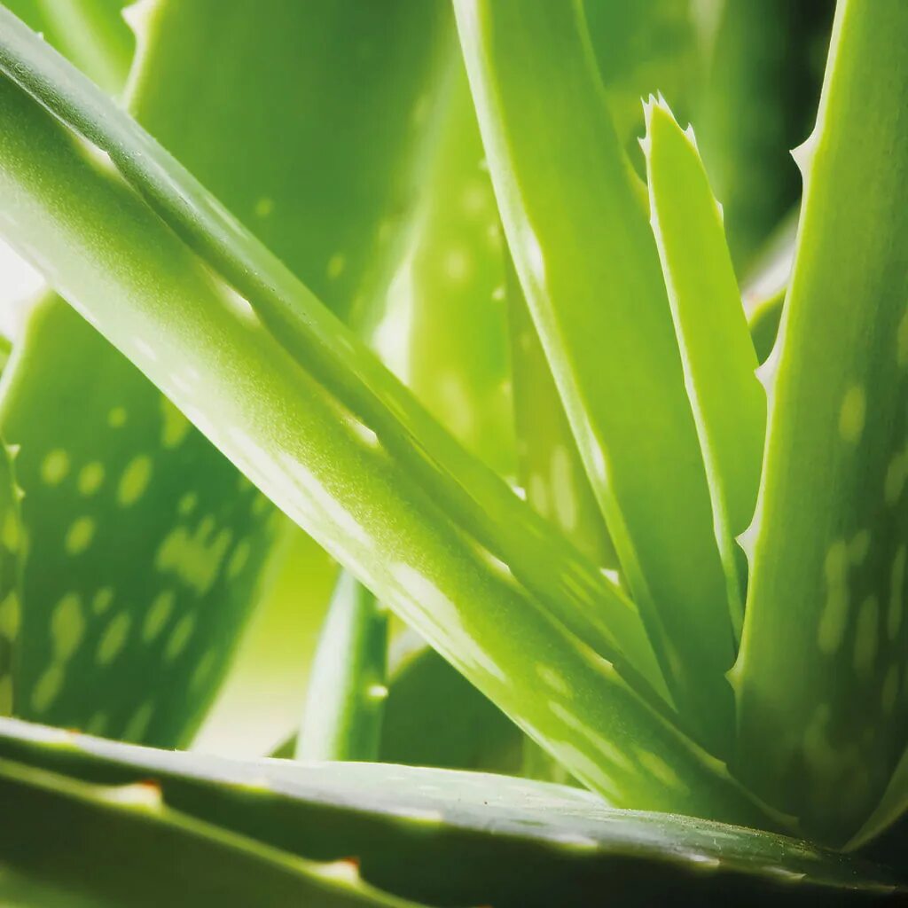 Aloe barbadensis juice