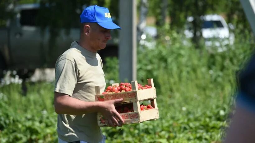 Сбор клубники. Совхоз клубники в Подмосковье. Клубника Луховицы. Сбор клубники в Непецино.