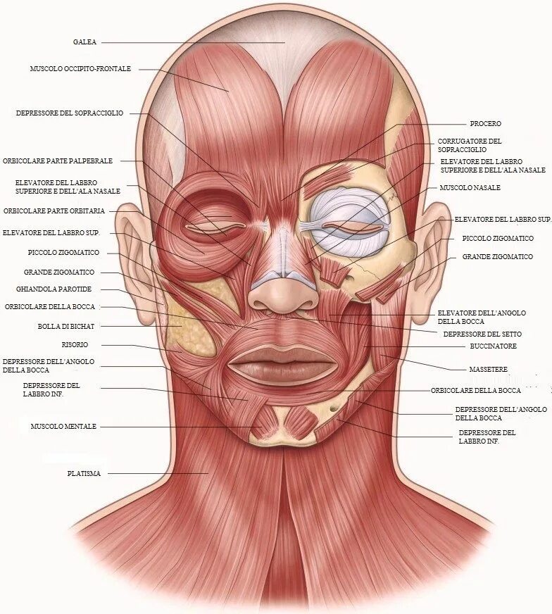 Мышцы рта и щеки. Levator labii superioris. мышца, опускающая угол рта (musculus depressor anguli oris).