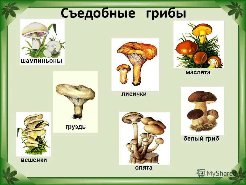 Съедобные и несъедобные грибы 2 класс окружающий мир. Съедобные грибы и несъедобные грибы 2 класс окружающий мир. Съедобные и несъедобные грибы рисунок 2 класс окружающий мир. Лесные грибы несъедобные названия 2 класс окружающий мир.