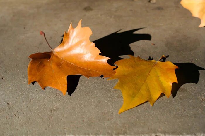 Сплошные недели в ноябре. Выходные в ноябре 2022. Фазы луны в месяце. 3 неделя ноября. Последняя неделя ноября уходит.