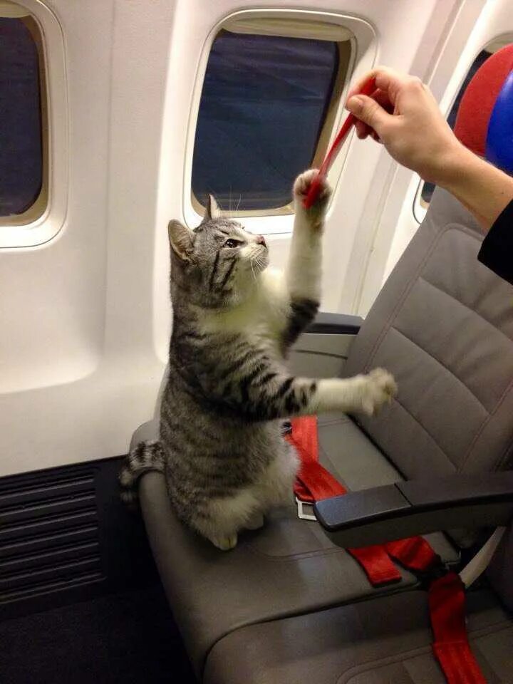 В самолет можно кот. Кот в аэропорту Минеральные воды. Кот в самолете. Котенок в самолете. Котятки в самолёте.