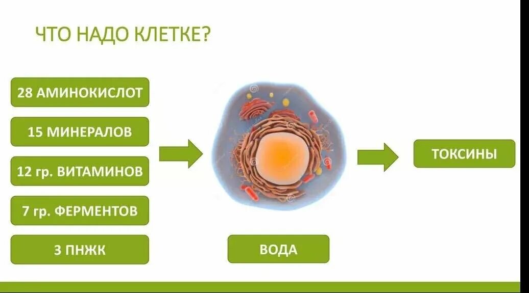 Энергия живых клеток организма. Питание клетки. Питание клетки человека. Что такое клеточное питание организма. Питание человеческой клетки.