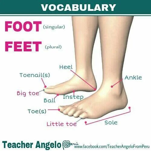 Foot на английском языке. Анатомия стопы на английском. Английский фут. Leg foot разница.