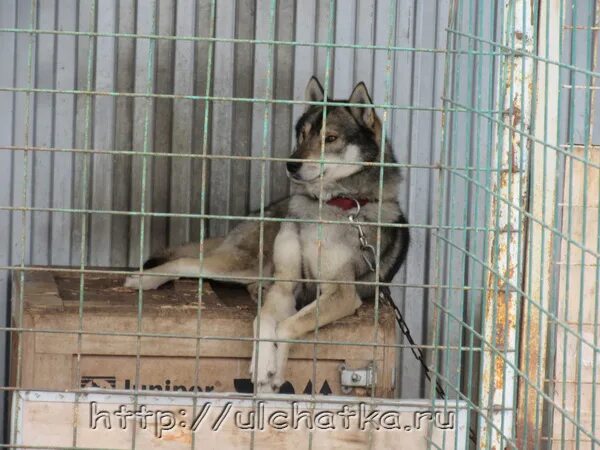 питомник сибирских хаски. питомник сосновка. путиловский сад питомник растений. питомник сосновка.
