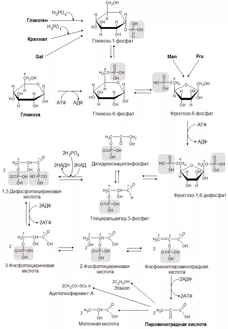 Окисление фруктозы последовательность. Анаэробный гликолиз формула. Схема реакции аэробного гликолиза Глюкозы. Аэробный гликолиз биохимия схема. Аэробный гликолиз схема процесса.
