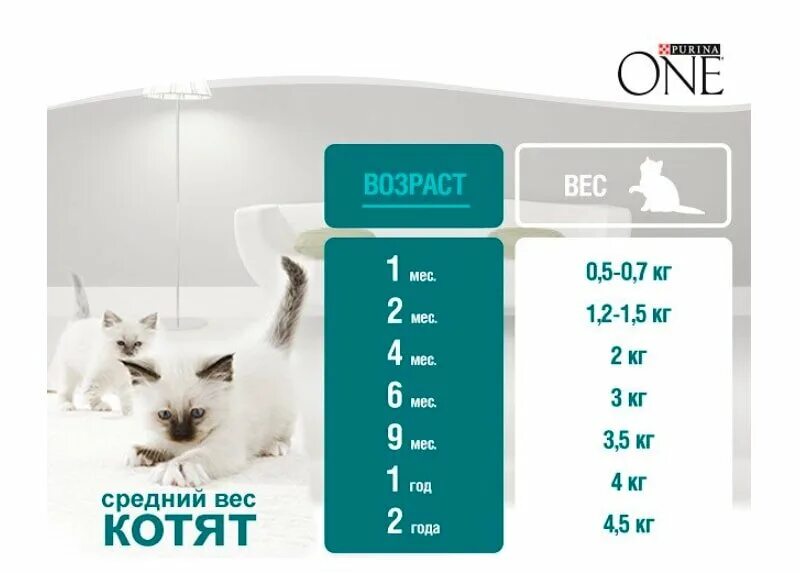 Среднестатистический вес кота. Возраст котенка по весу. Норма веса кота. Возраст и вес кошки.